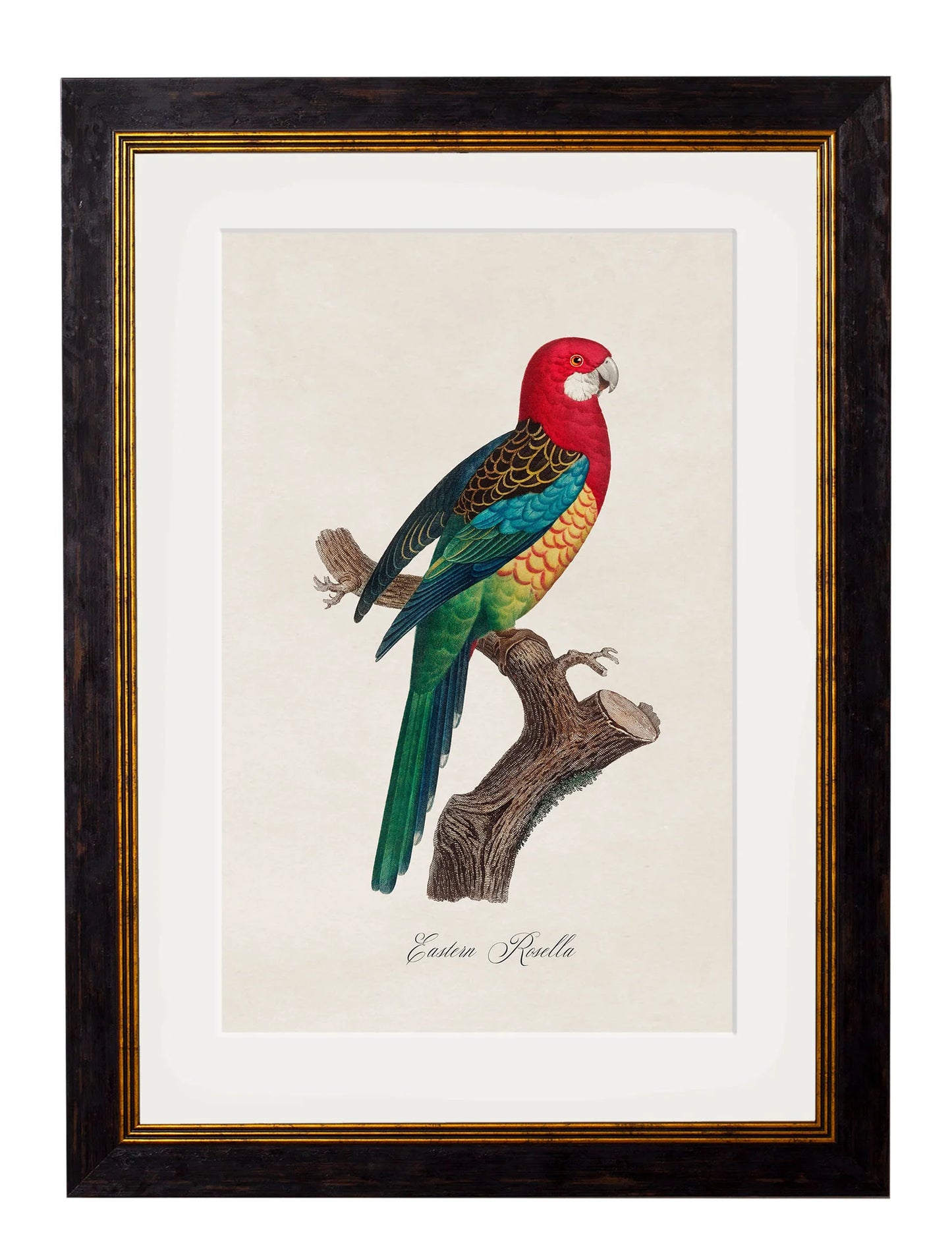 Framed Collection of Parrots