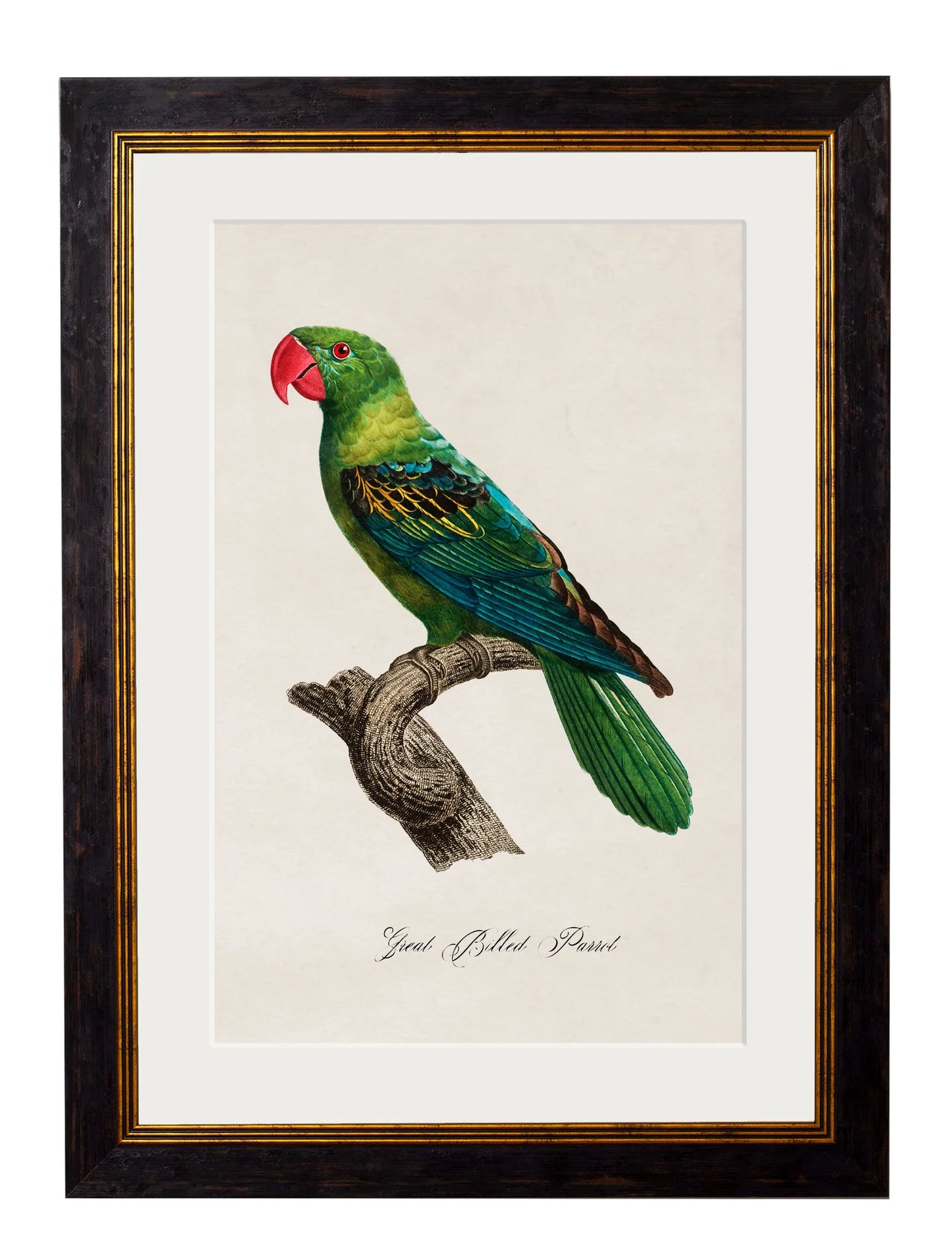 Framed Collection of Parrots