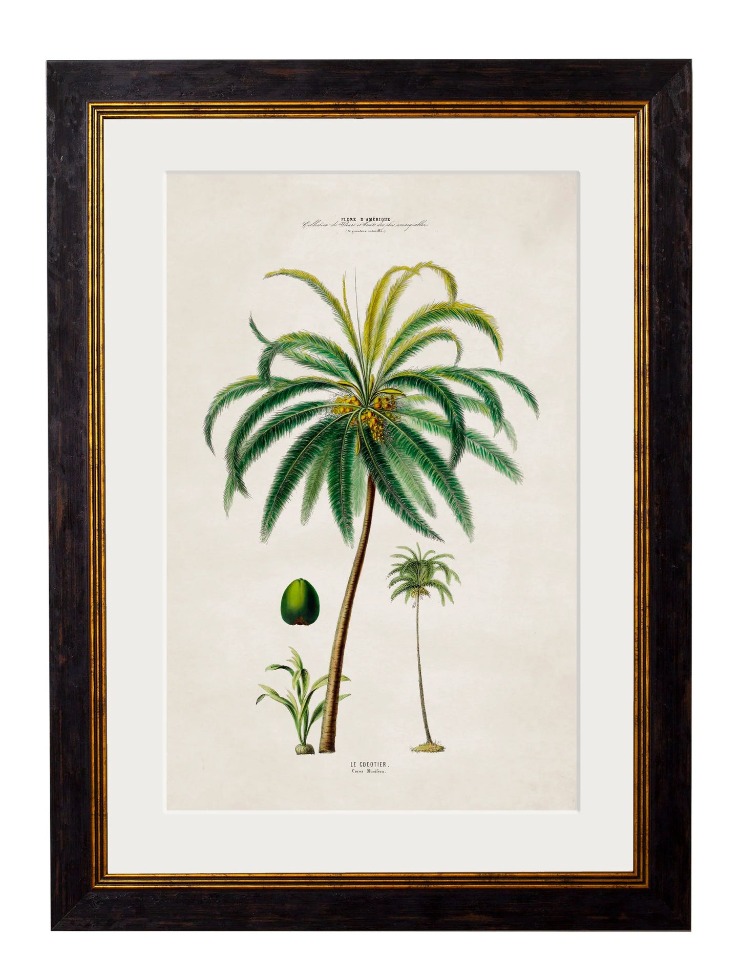 Framed Collection of Palms
