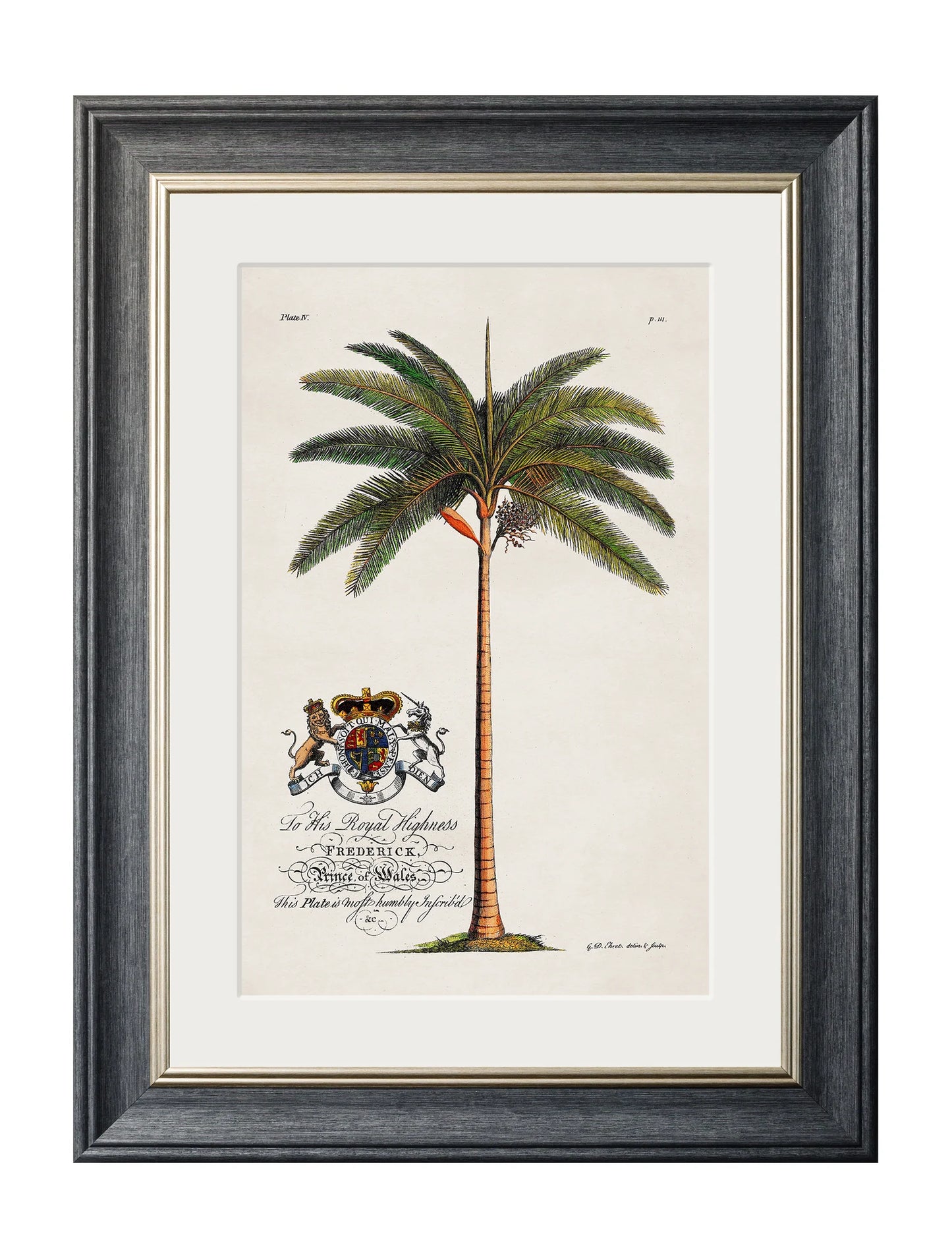 Framed Collection of Palms