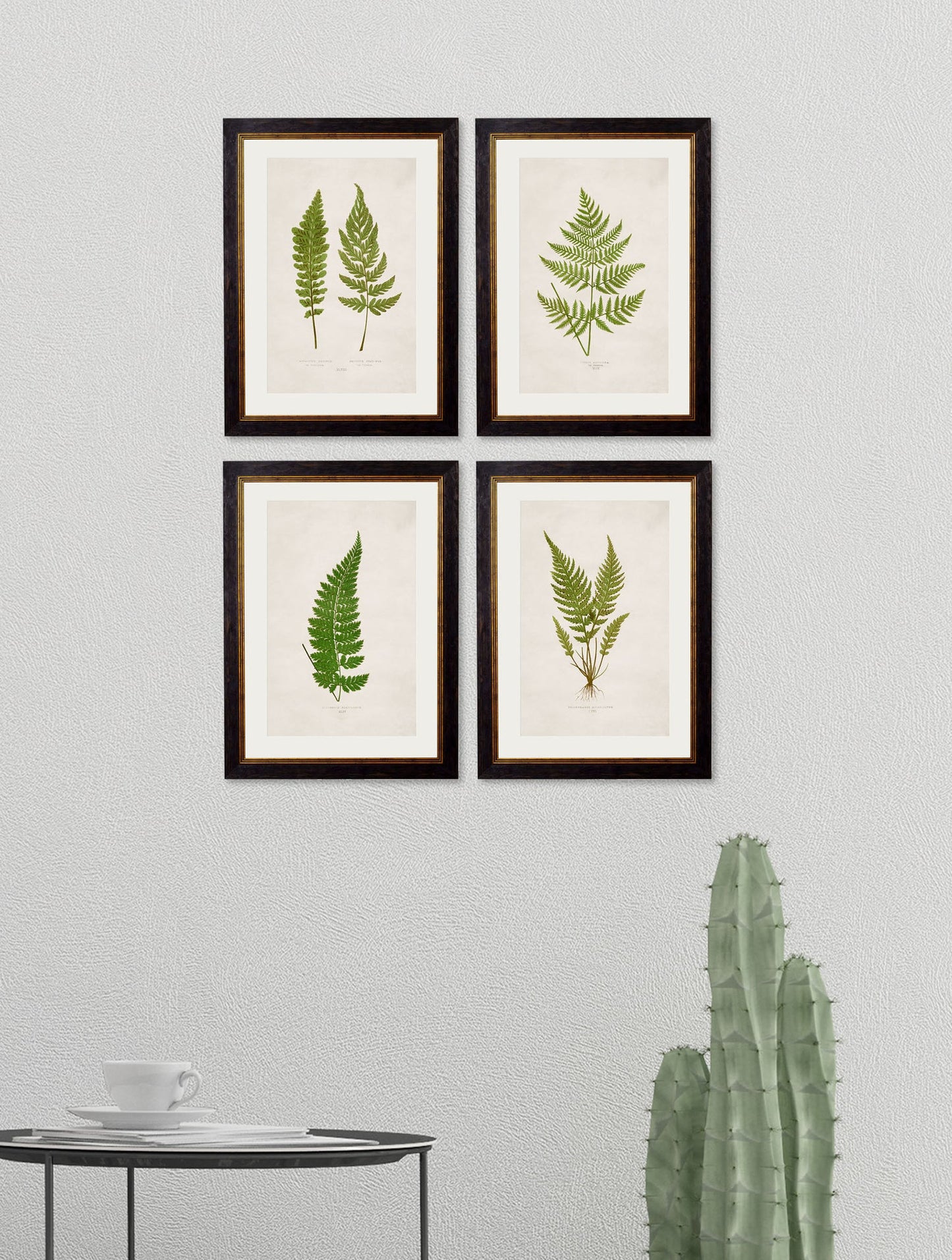 Framed Collection of Ferns