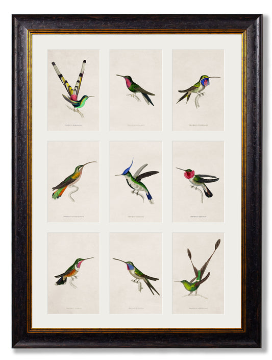 Framed Group of Hummingbirds Print