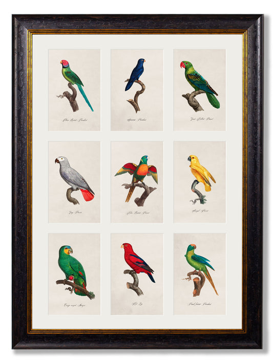 Framed Group of Parrots Print