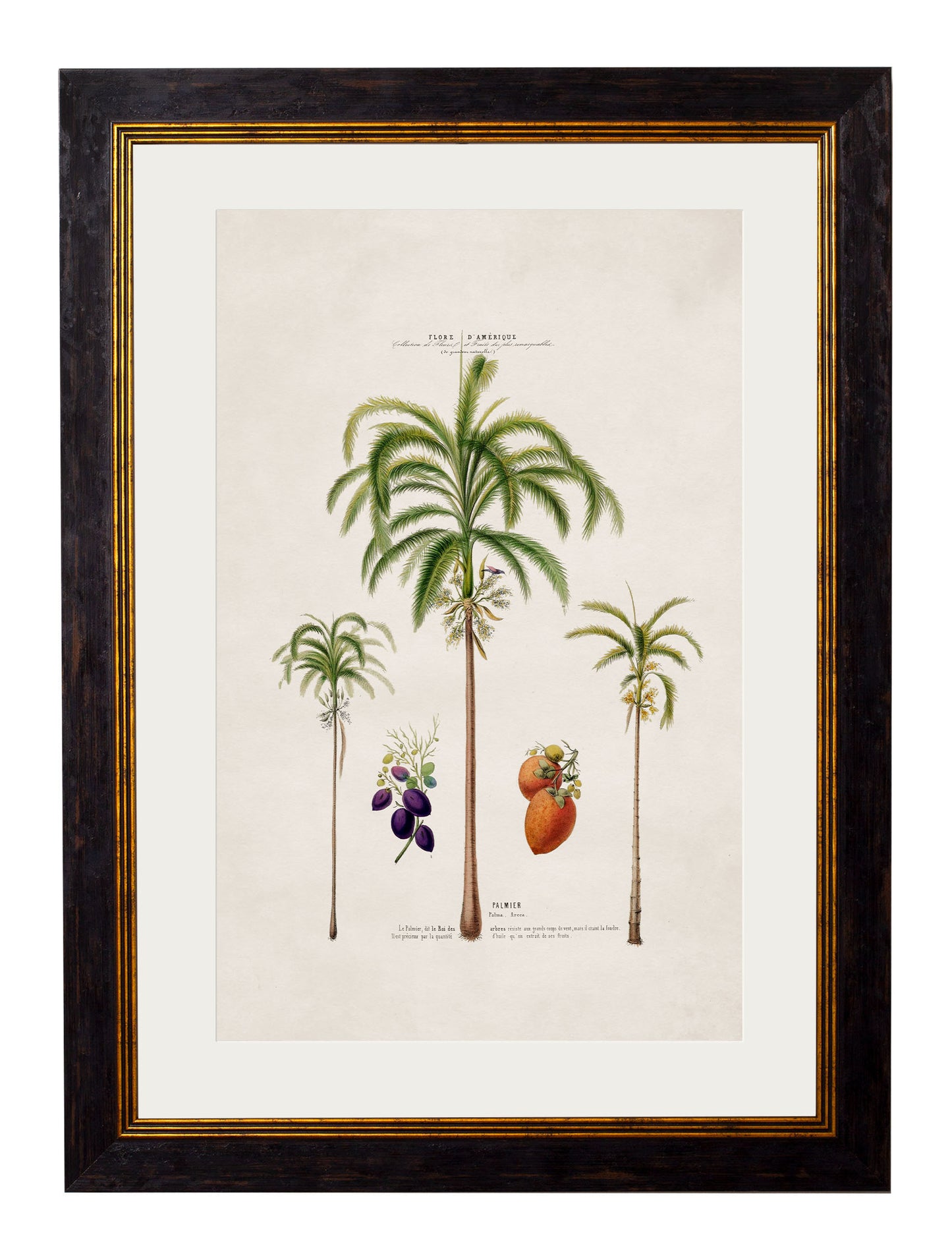 Framed Studies of Palm Trees Prints