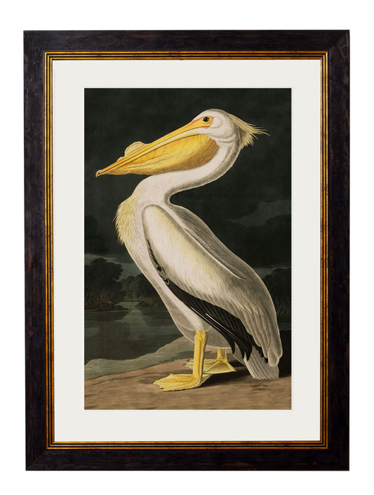 Framed American White Pelican Print