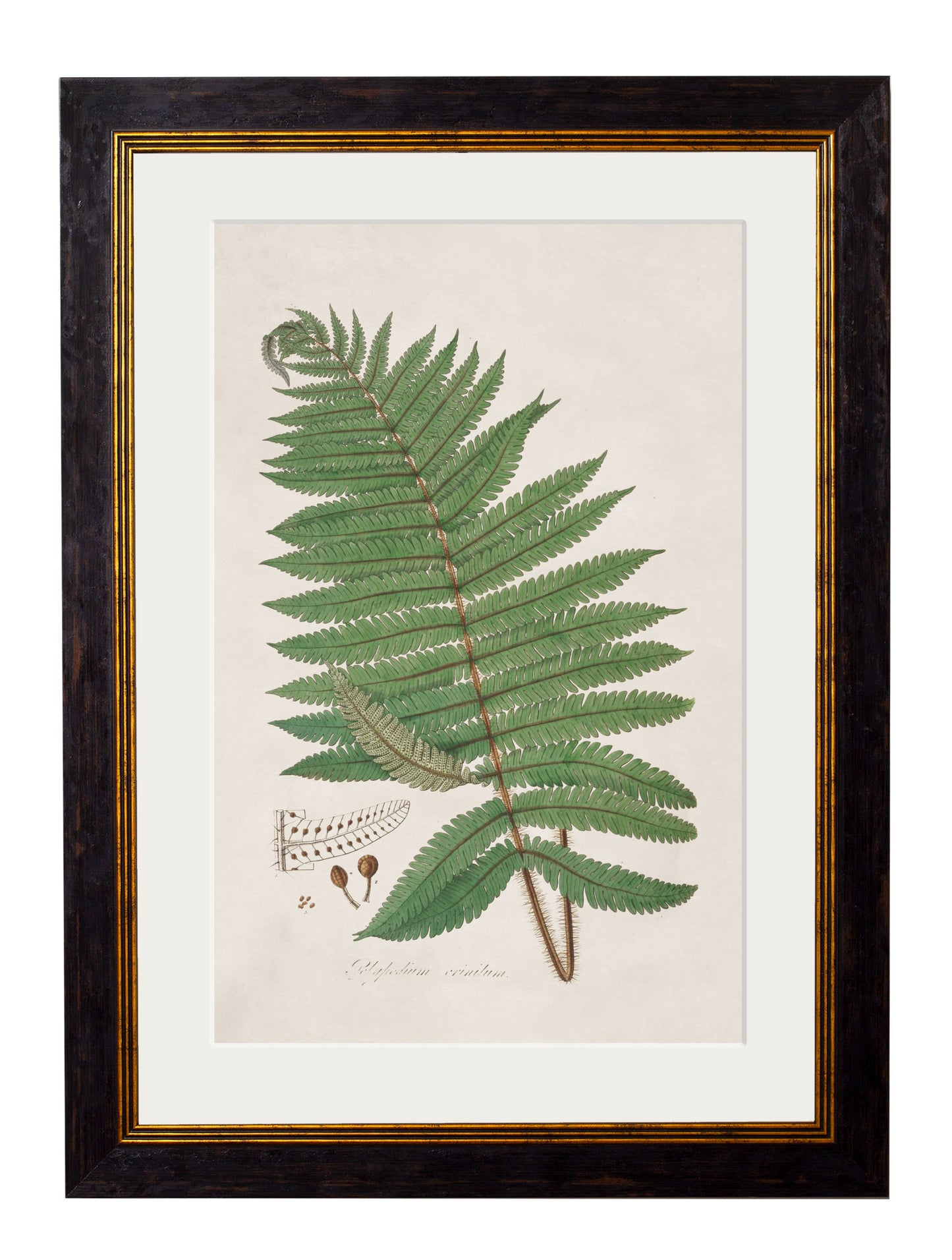 Framed Collection of Ferns (Set of Three)