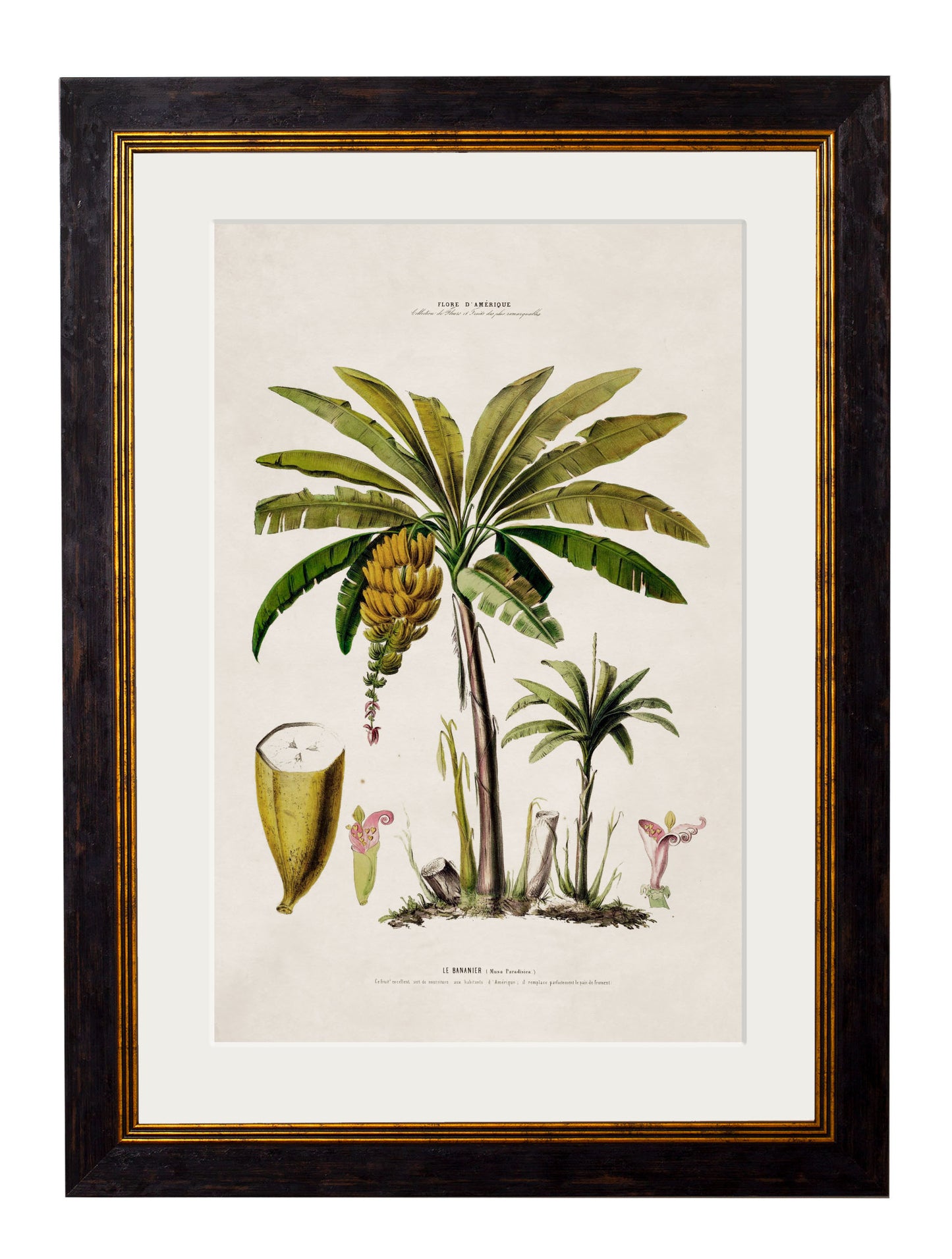Framed Studies of Palm Trees Prints