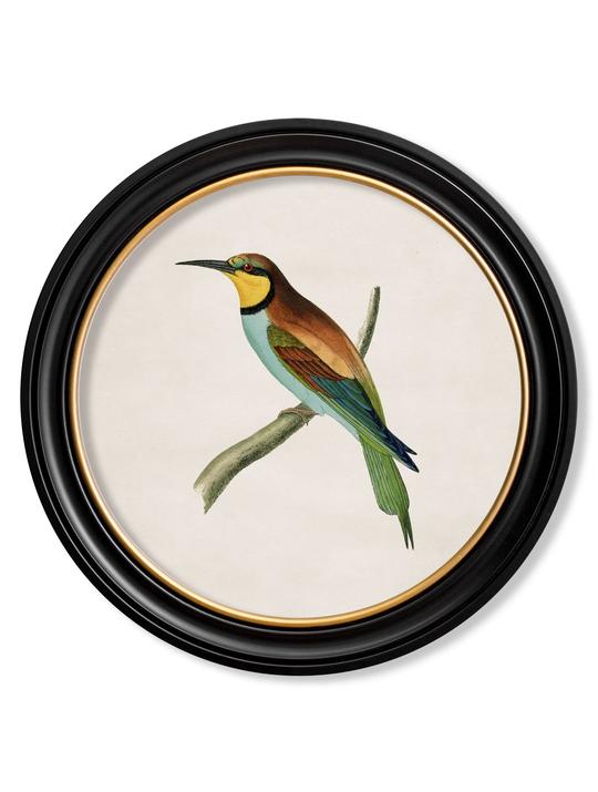 Round Framed British Bird Prints