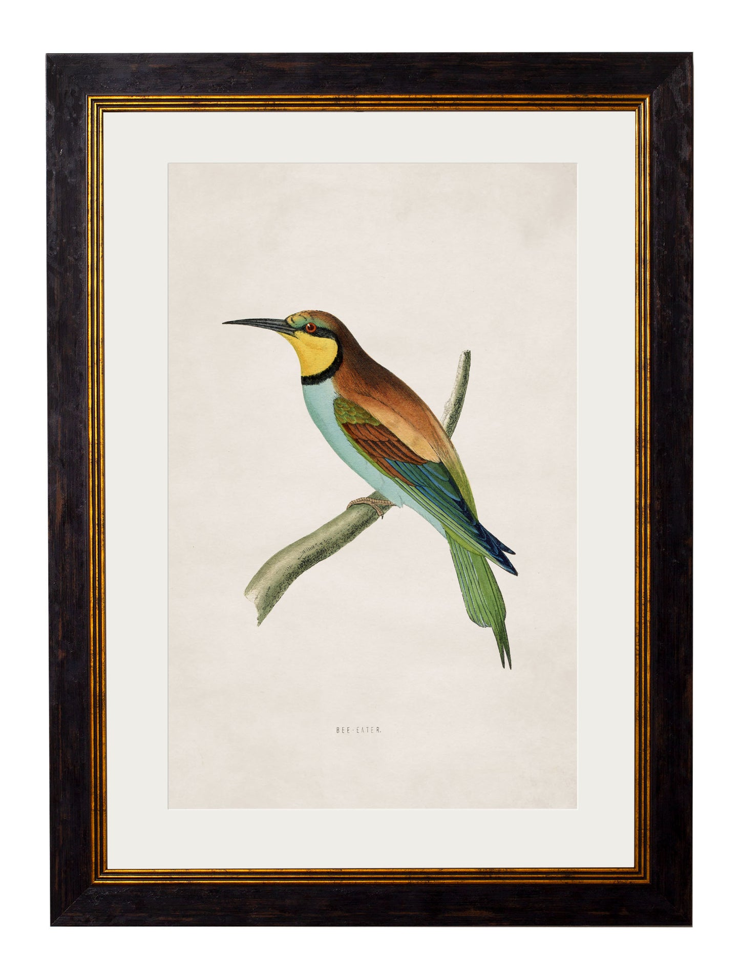 Framed Bee Eater Bird Print