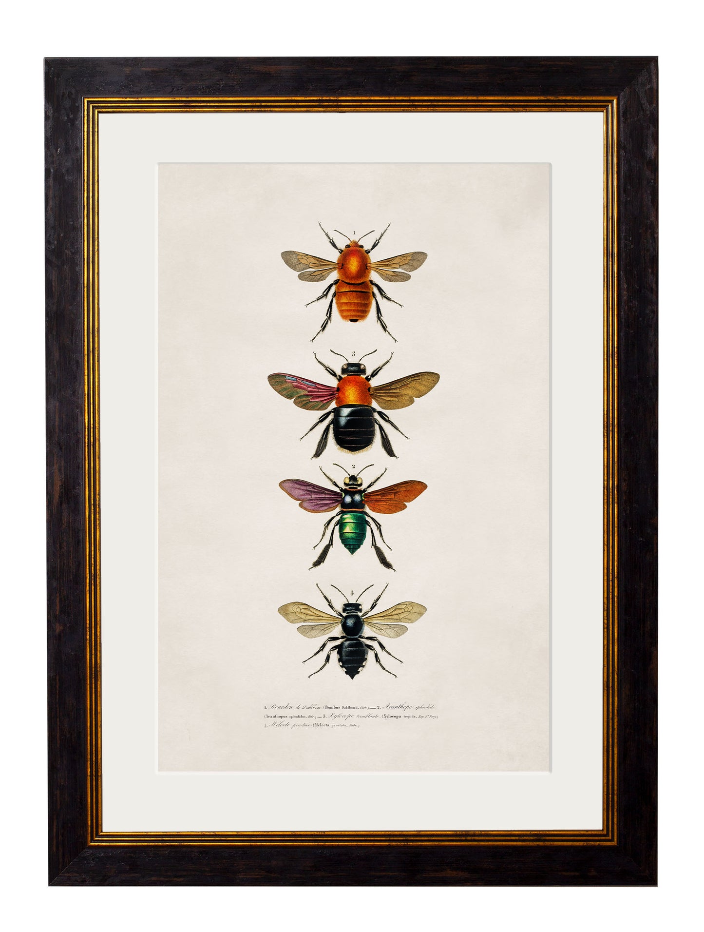 Framed Bees & Wasps Prints (Set of Two)