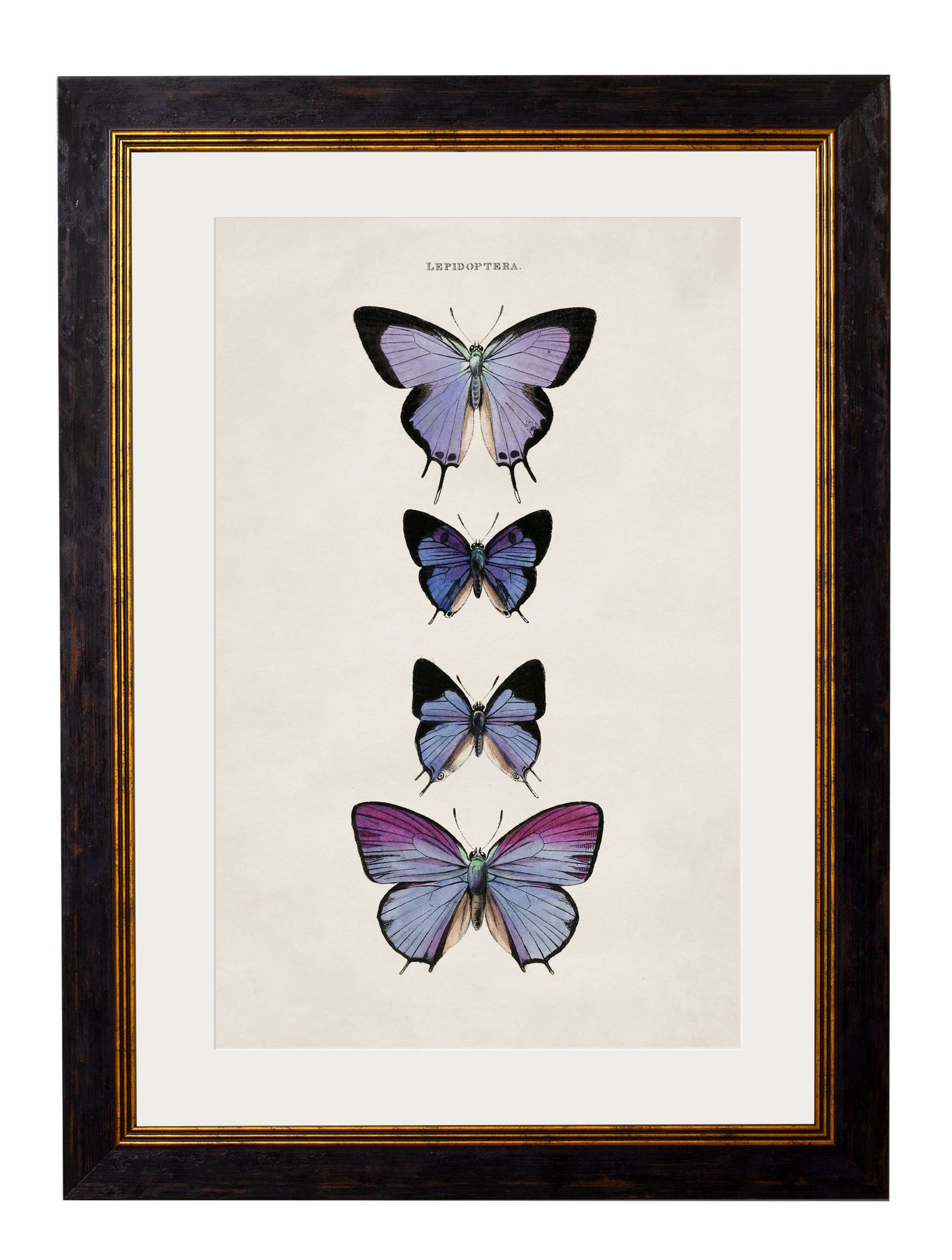 Framed Butterfly Prints