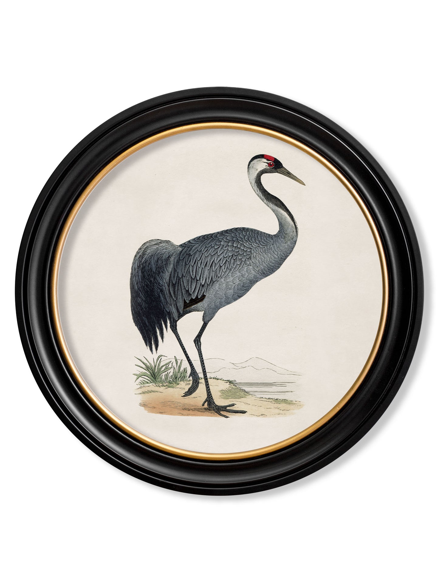 Round Framed British Bird Prints