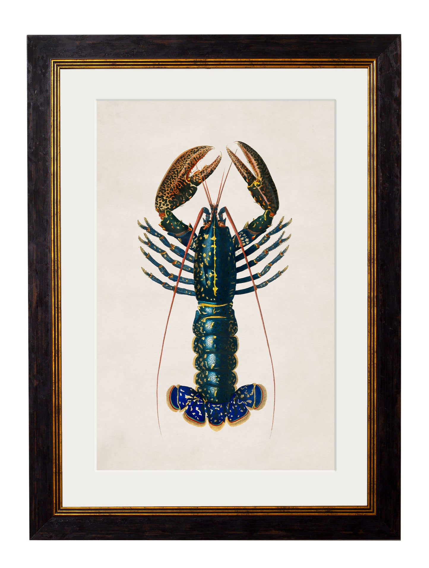 Framed Crayfish Print
