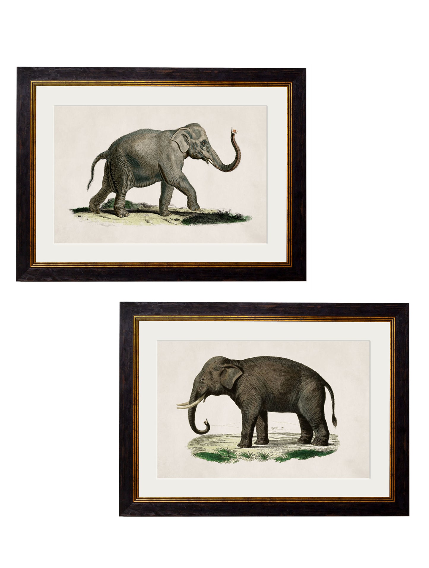 Framed Elephant Prints (Set of Two)