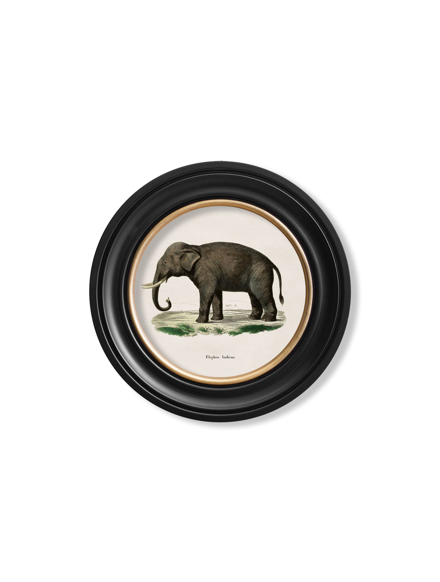 Round Framed Elephant Print