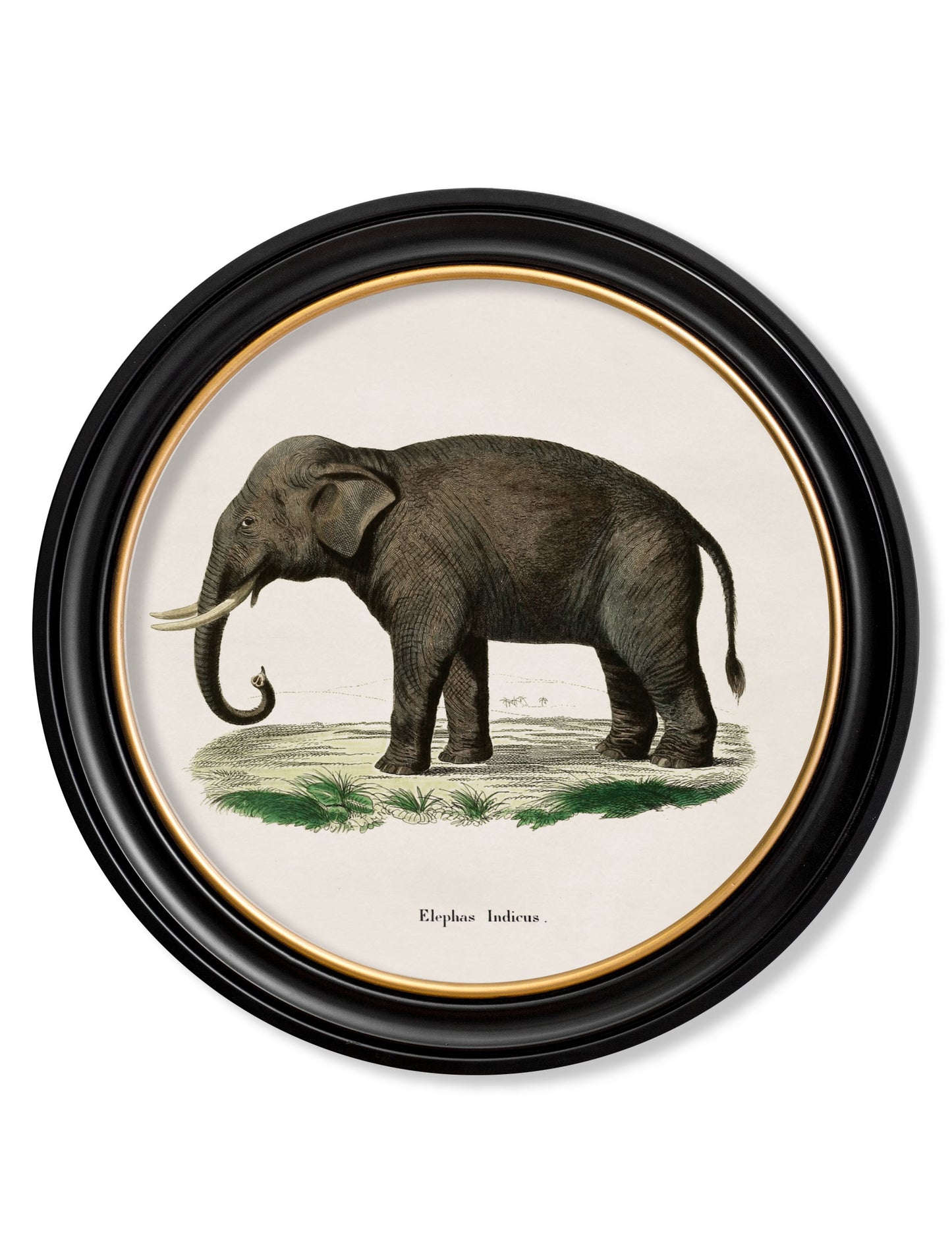 Round Framed Elephant Print