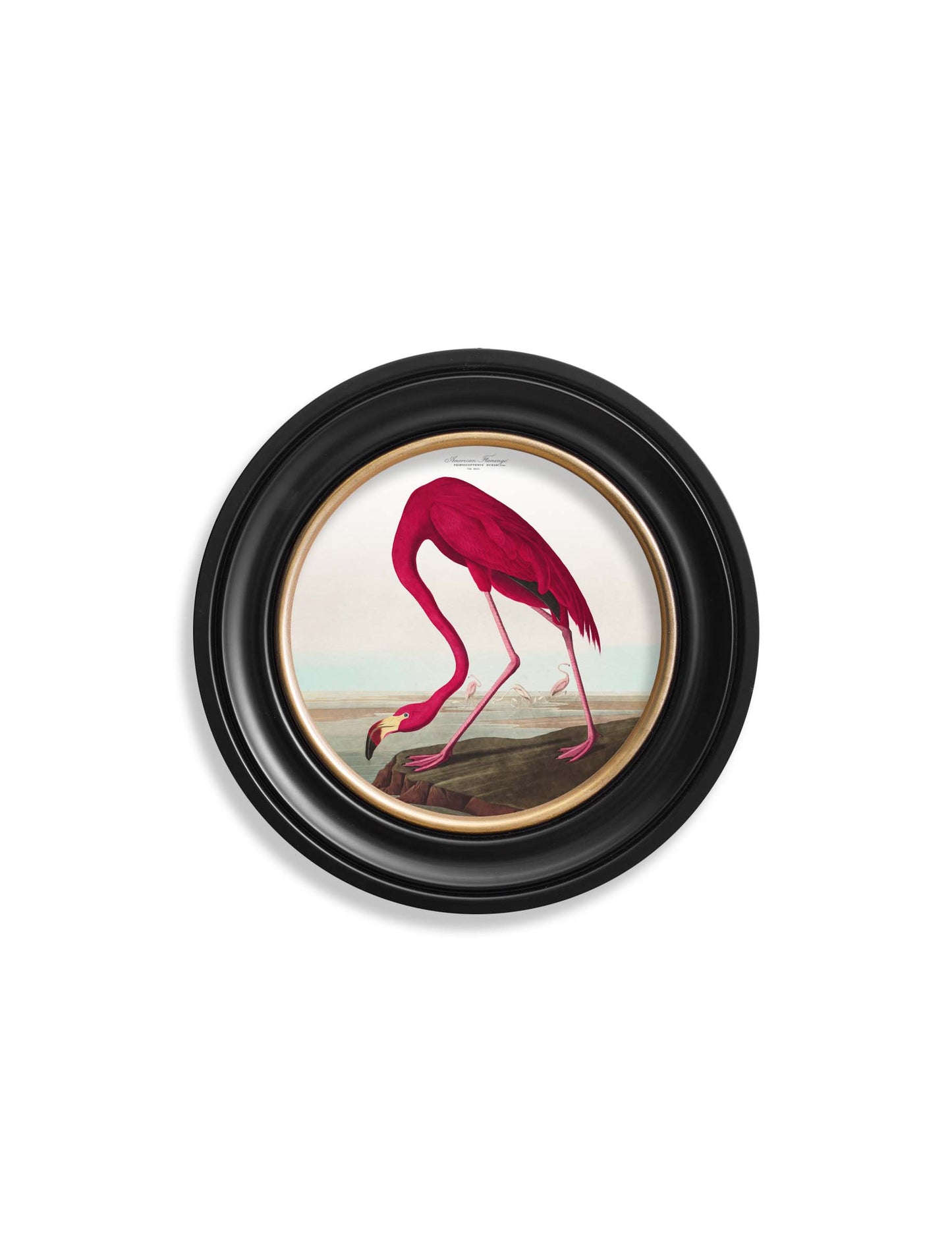 Round Framed American Flamingo Print