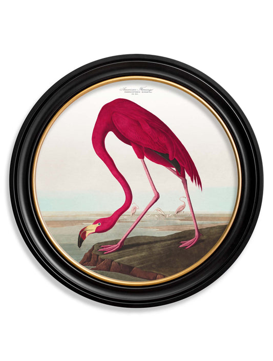 Round Framed American Flamingo Print