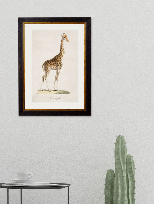 Framed Giraffe Print