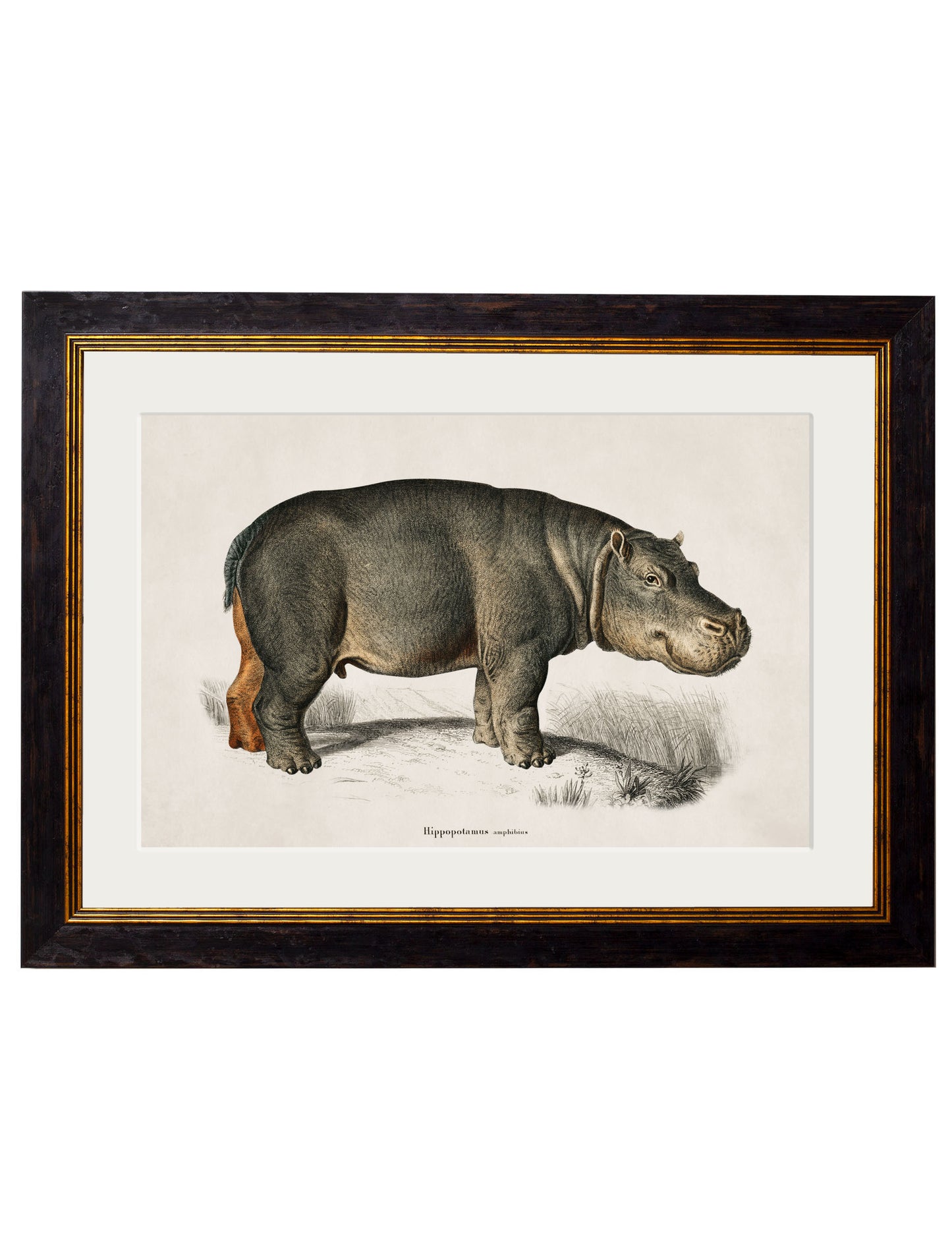 Framed Rhino & Hippo Prints (Set of Two)