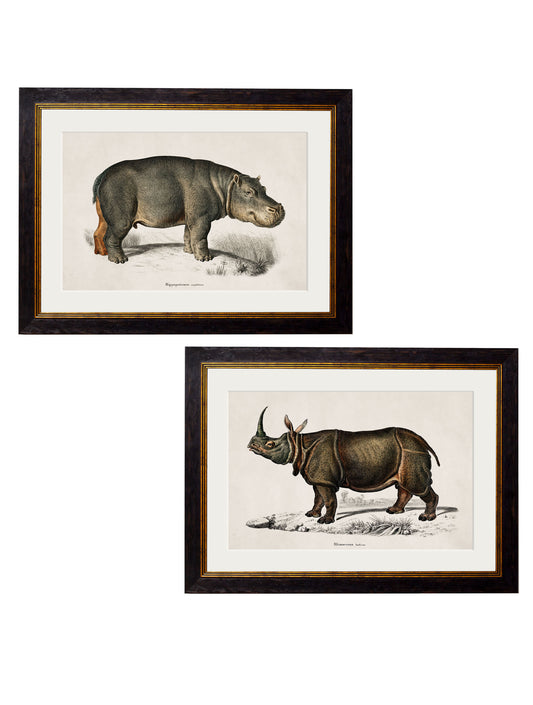 Framed Rhino & Hippo Prints (Set of Two)