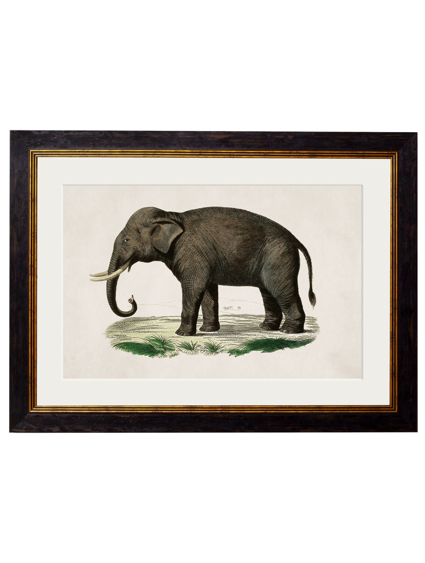 Framed Elephant Prints (Set of Two)