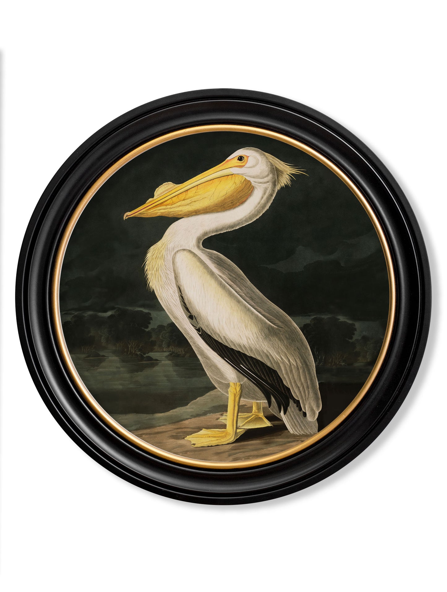 Round Framed American White Pelican Print