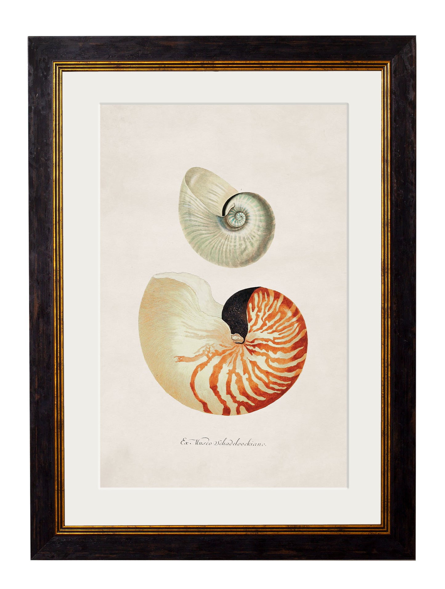 Framed Studies of Shells Print