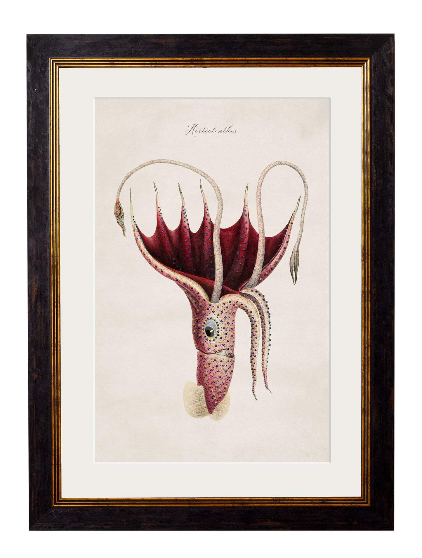 Framed Collection of Marine Animal Prints