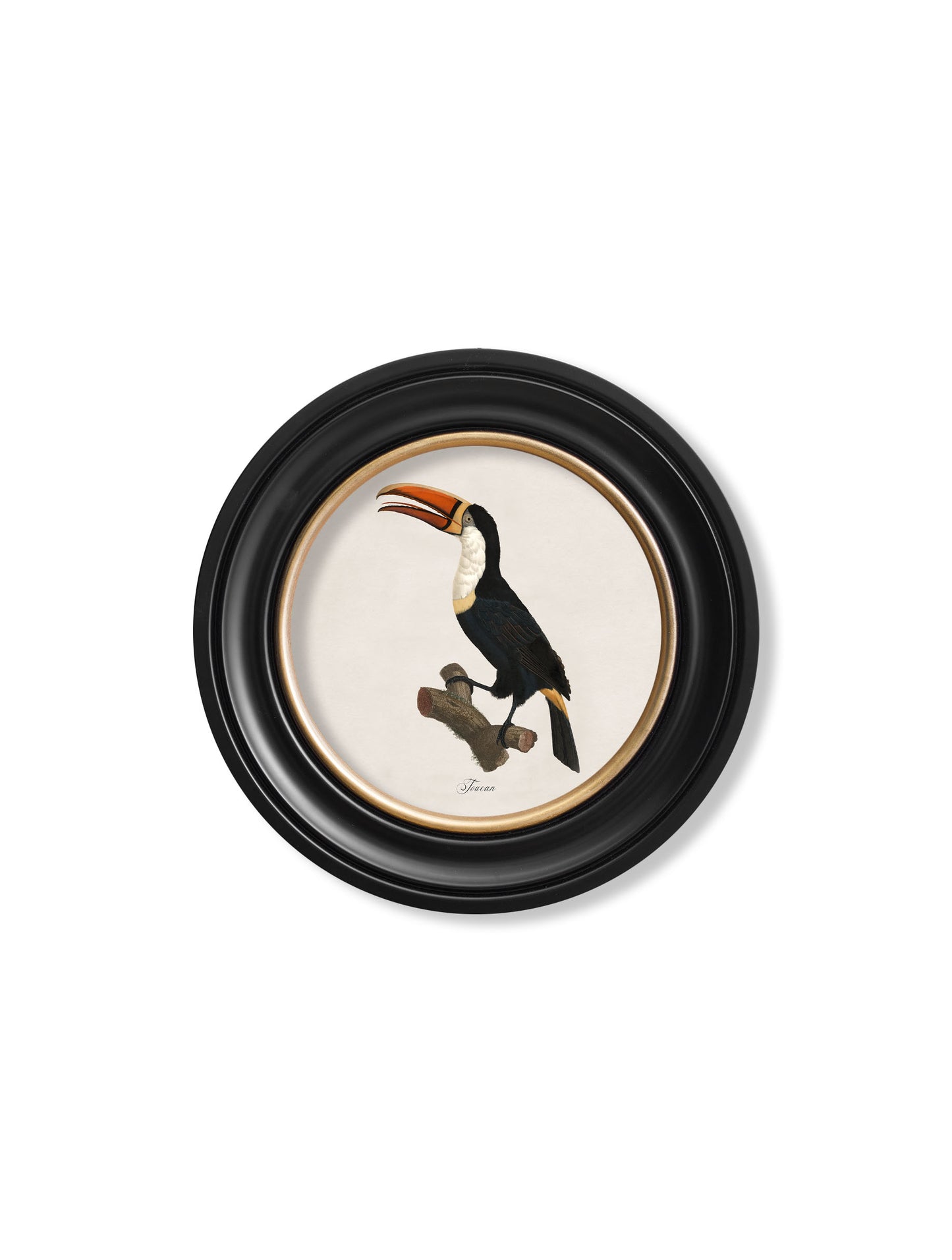 Round Framed Toucans Print