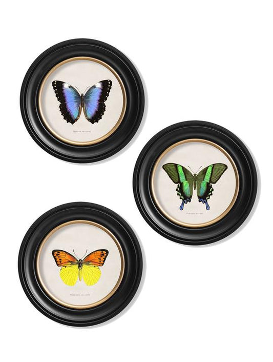 Round Framed Tropical Butterflies