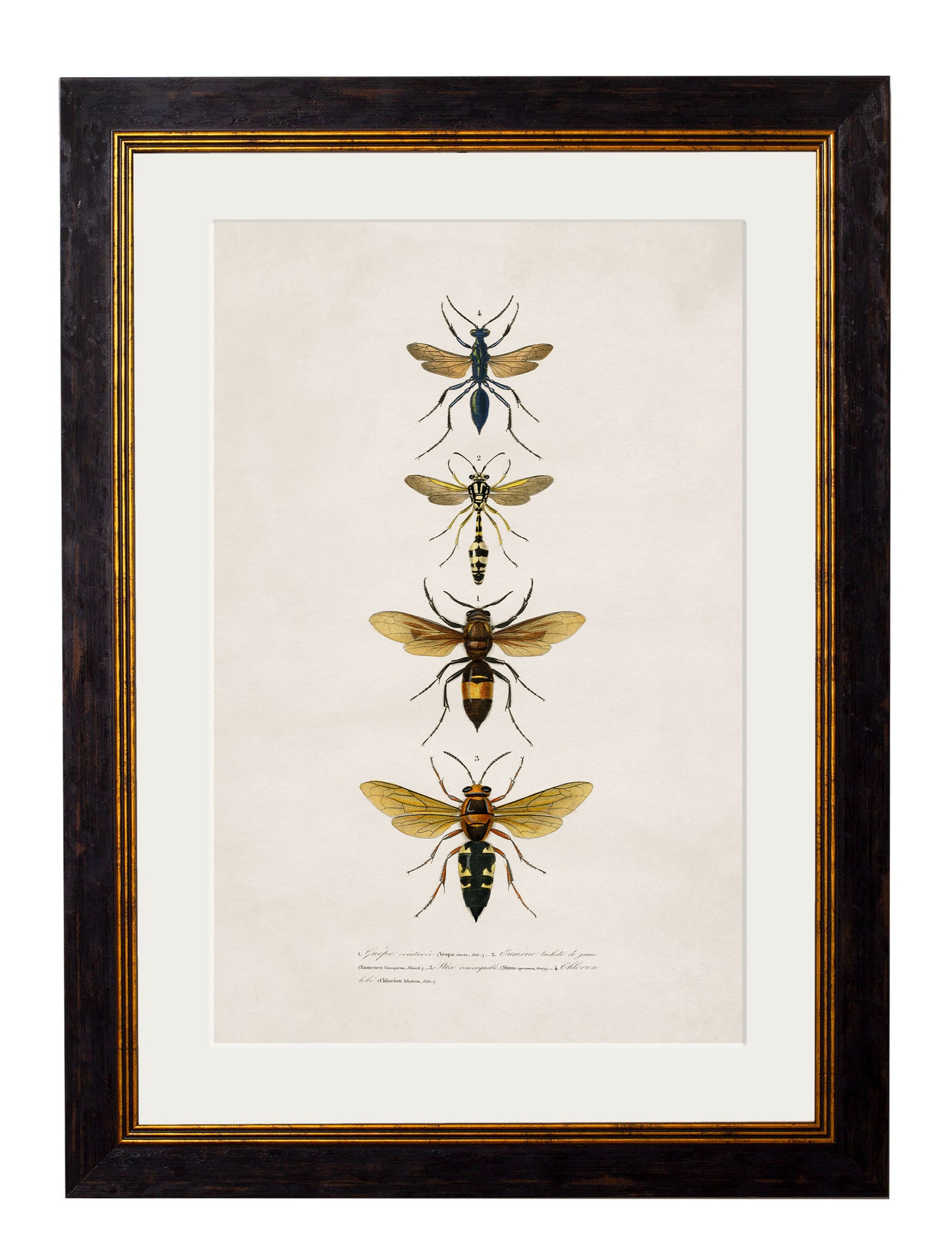 Framed Bees & Wasps Prints (Set of Two)