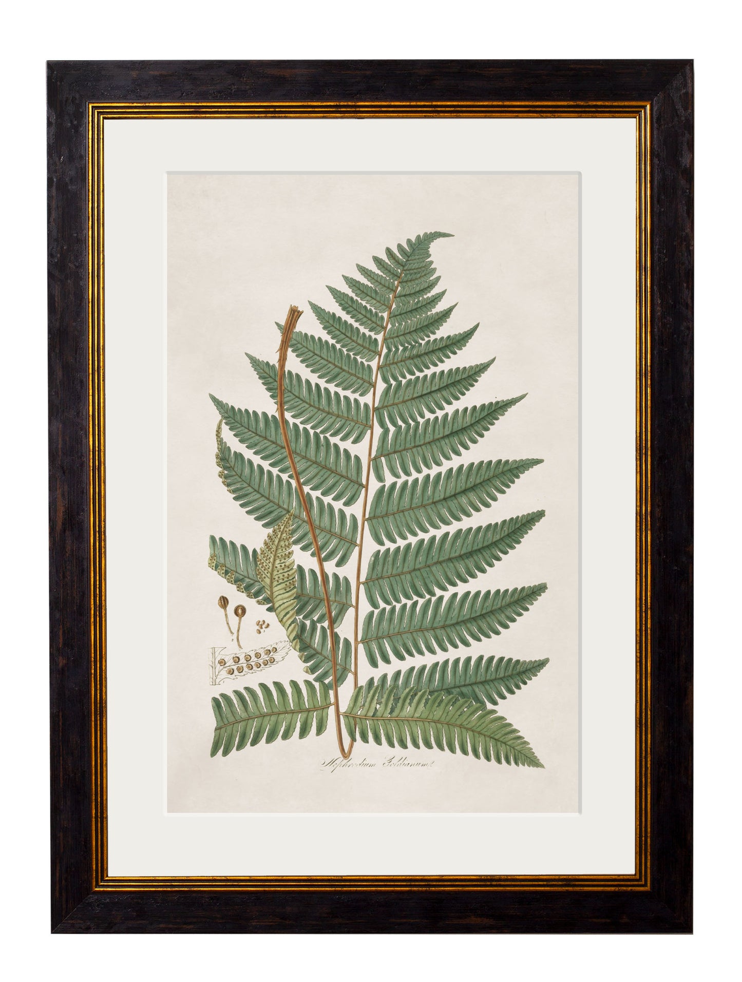 Framed Collection of Ferns (Set of Three)