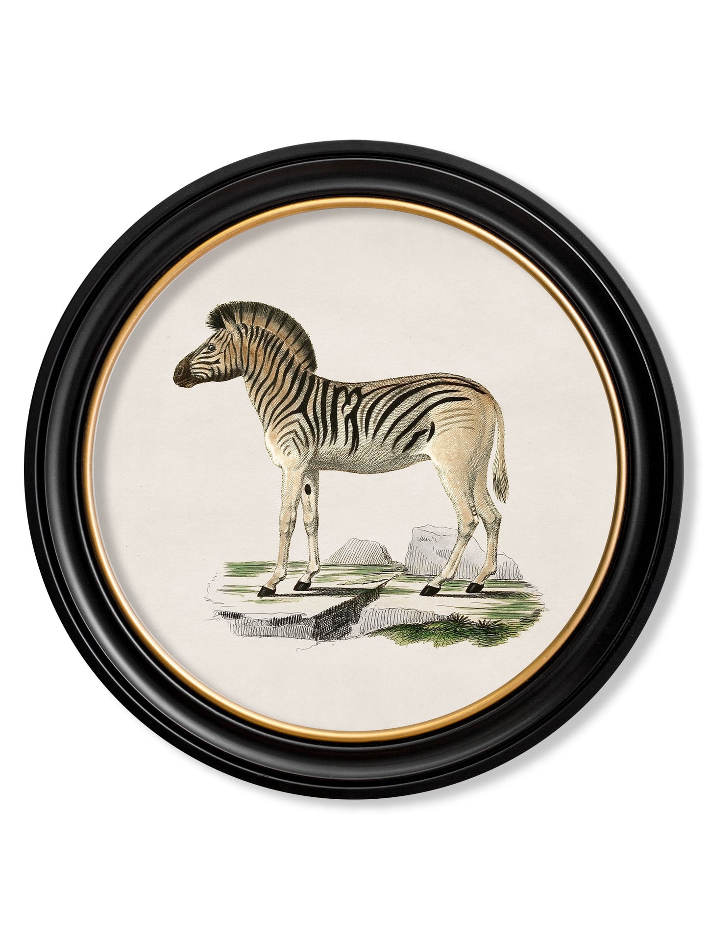 Round Framed Zebra Print