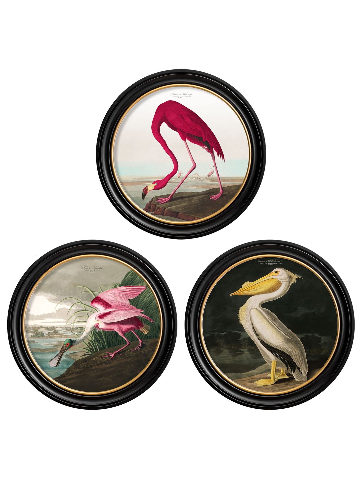 Round Framed Roseate Spoonbill Print