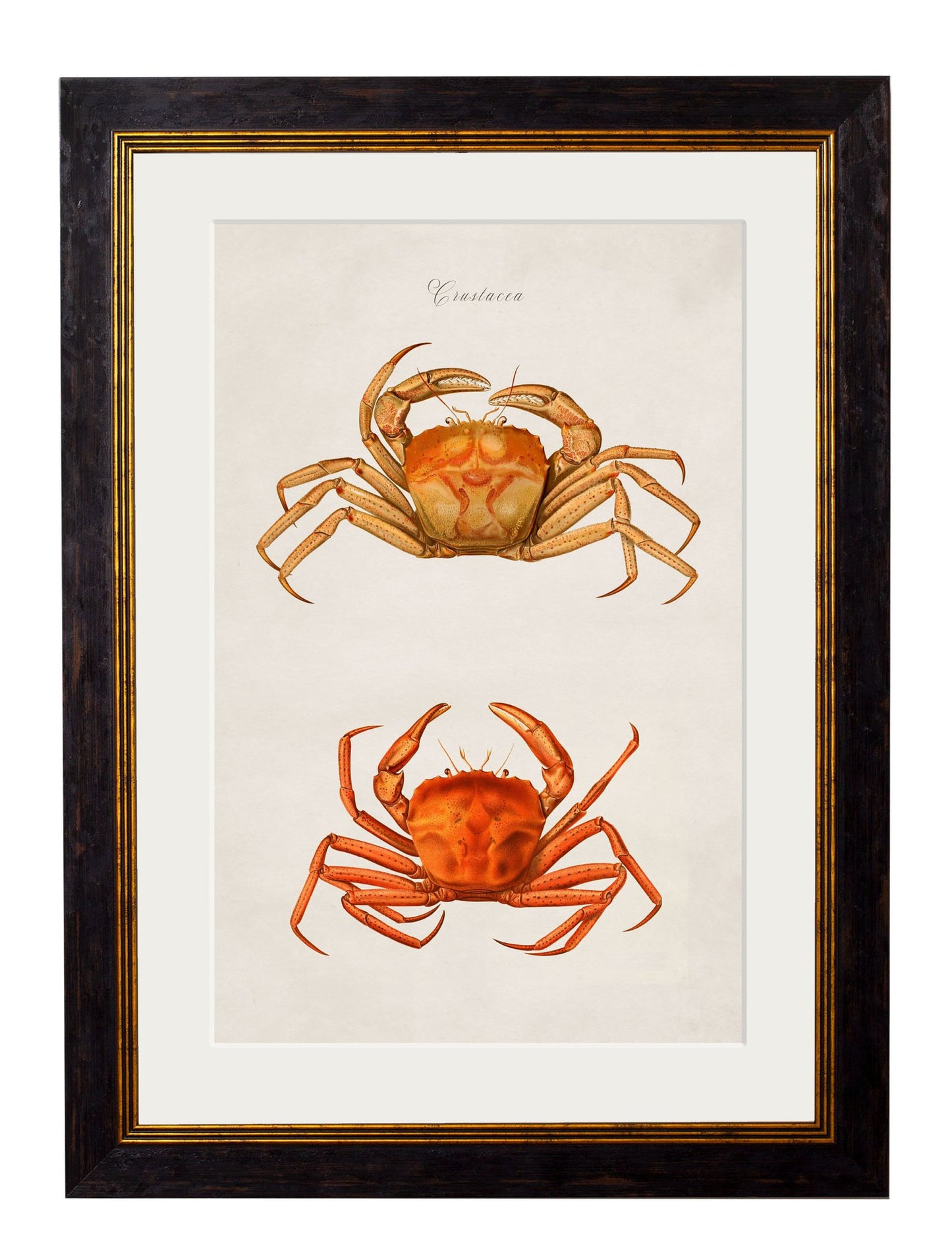 Framed Collection of Marine Animal Prints