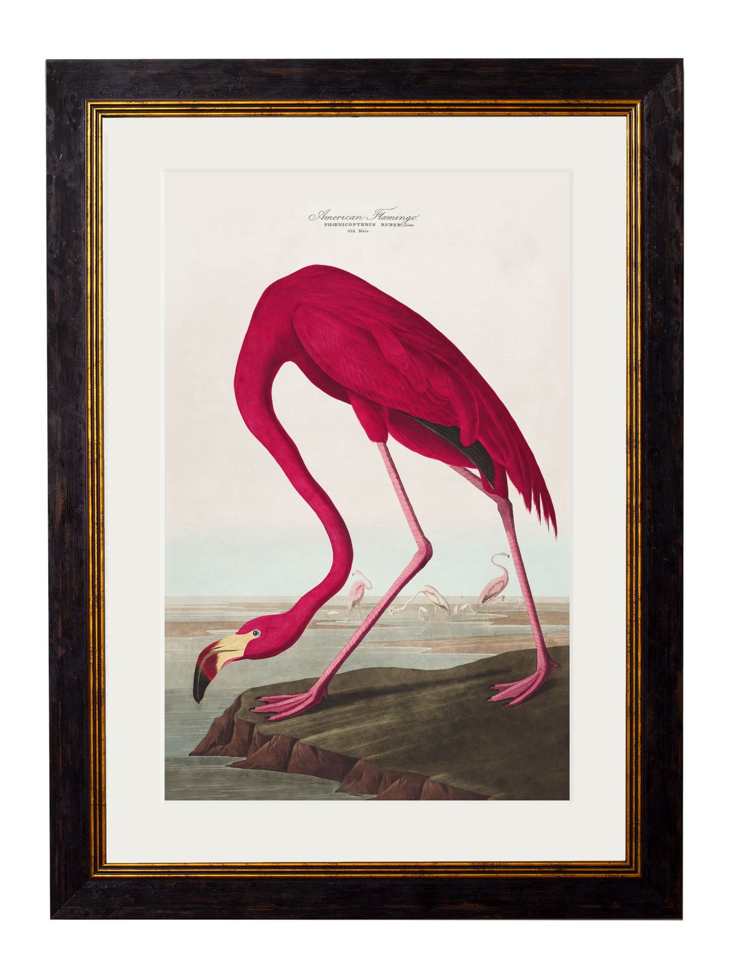 Framed American Flamingo Print