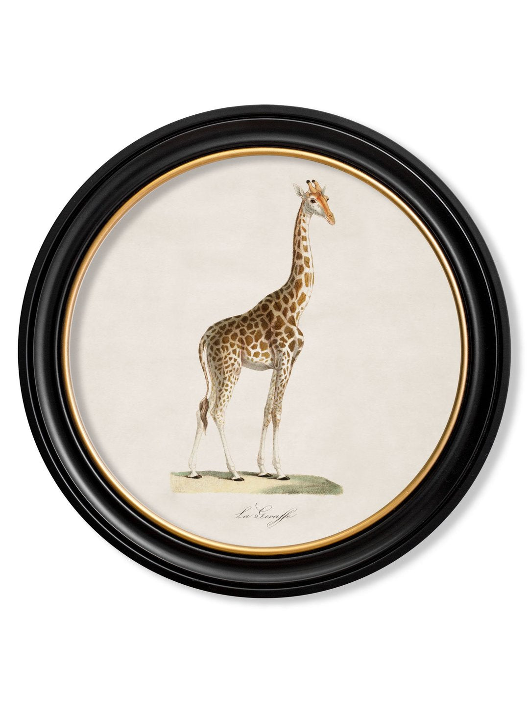 Round Framed Giraffe Print
