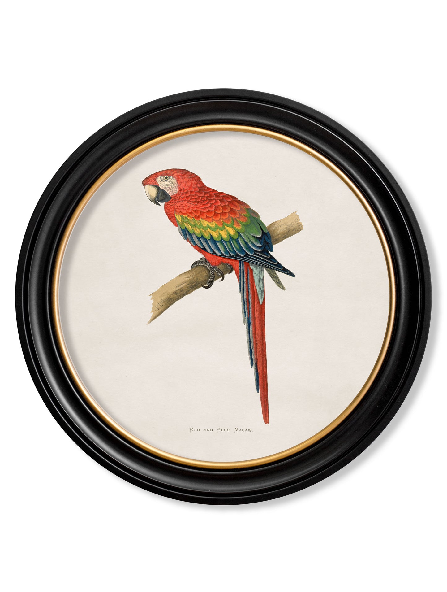 Round Framed Macaw Prints