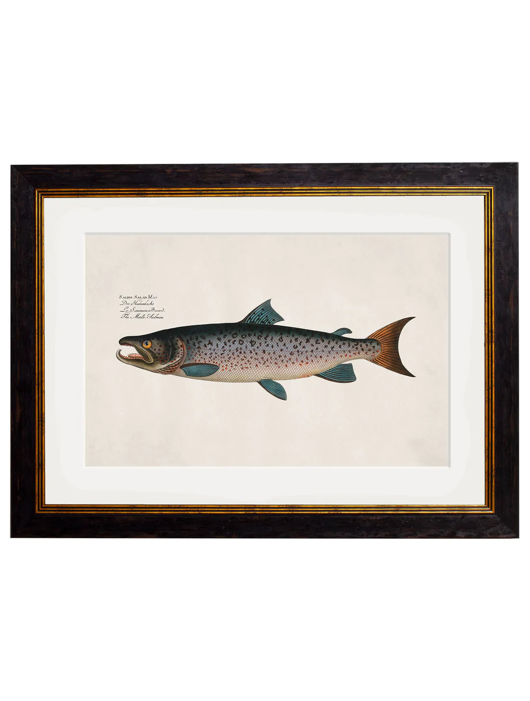 Framed Studies of Salmon