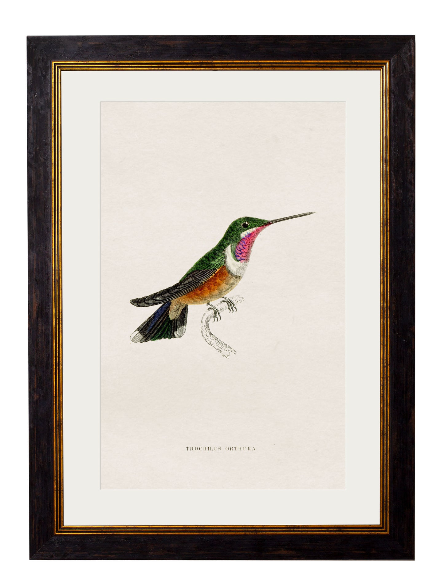 Framed Hummingbirds Prints (Set of Nine)