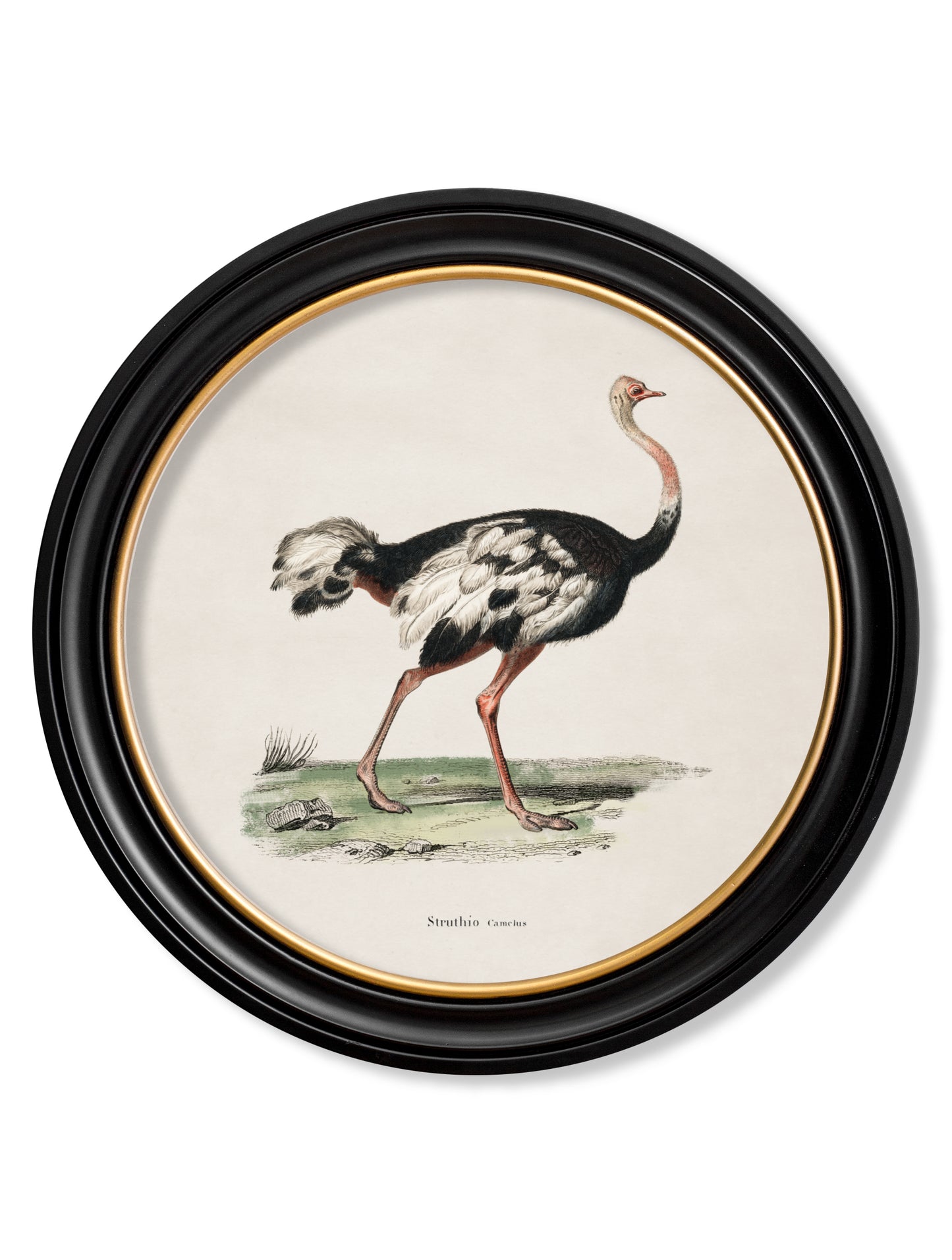 Round Framed Ostrich Print