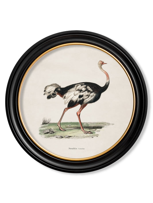 Round Framed Ostrich Print