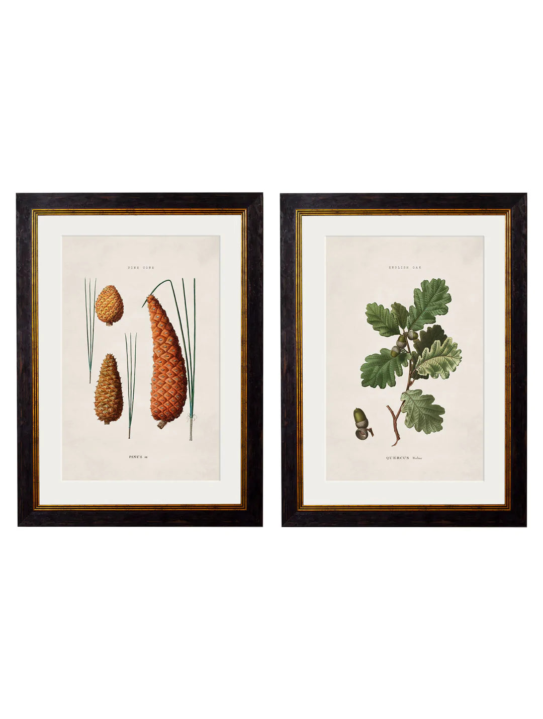 Framed Study of British Leaves & Pinecones