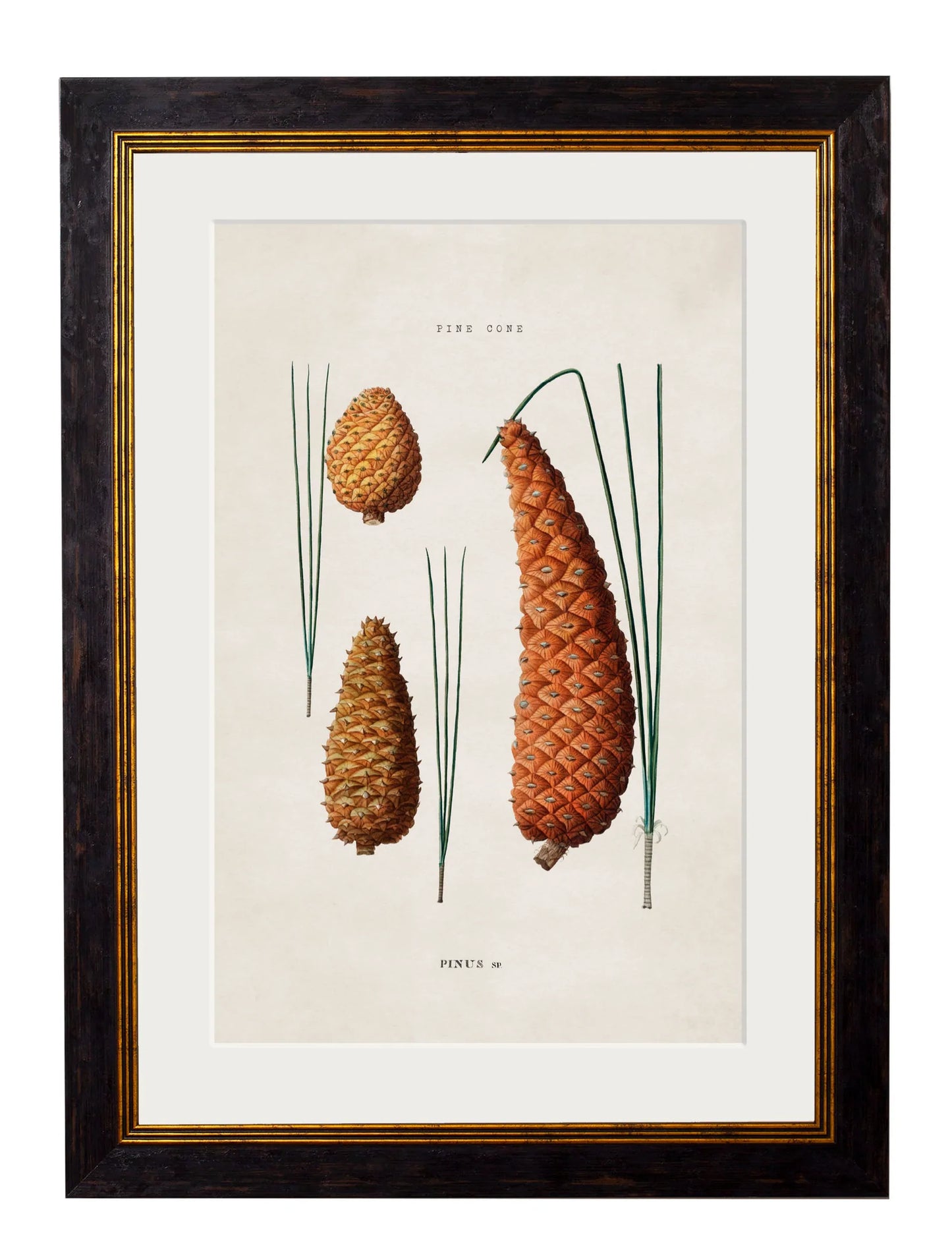 Framed Study of British Leaves & Pinecones