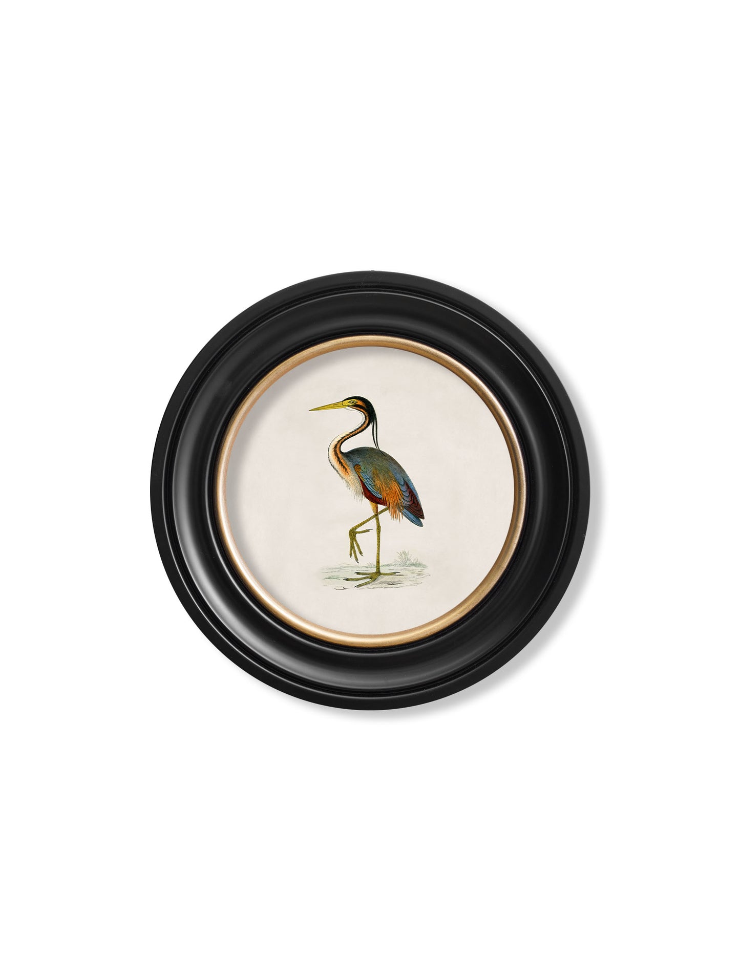 Round Framed British Bird Prints