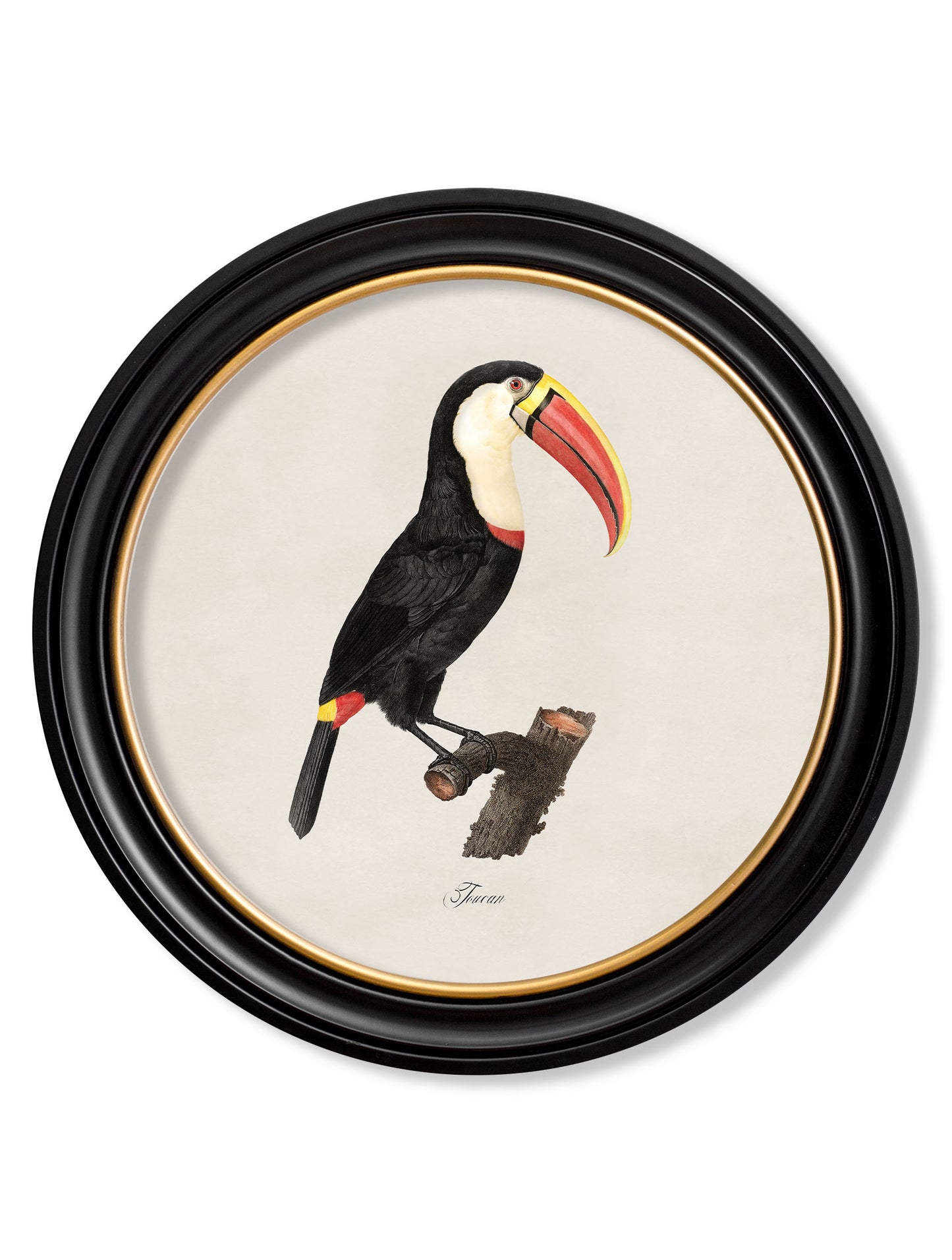 Round Framed Toucans Print