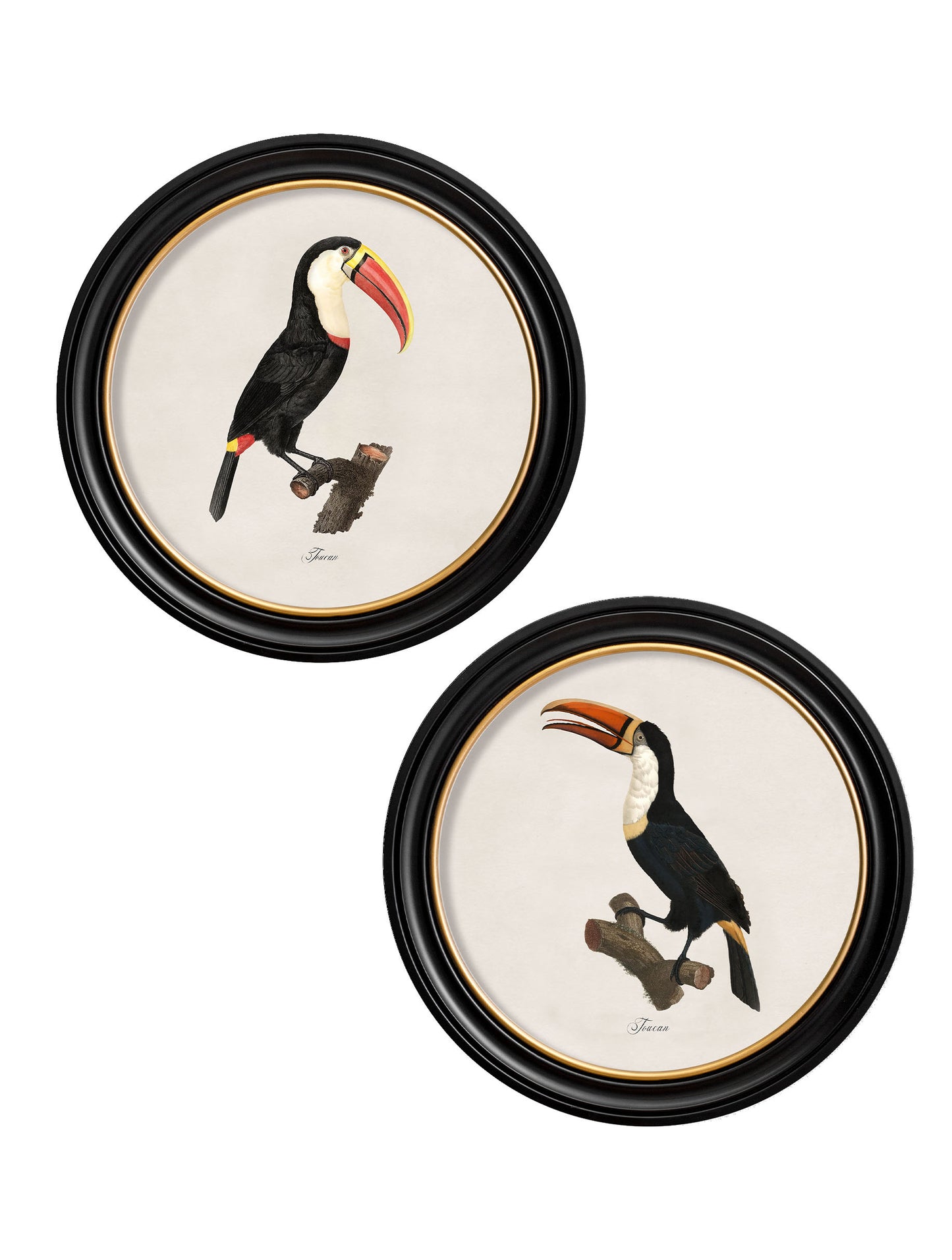 Round Framed Toucans Print