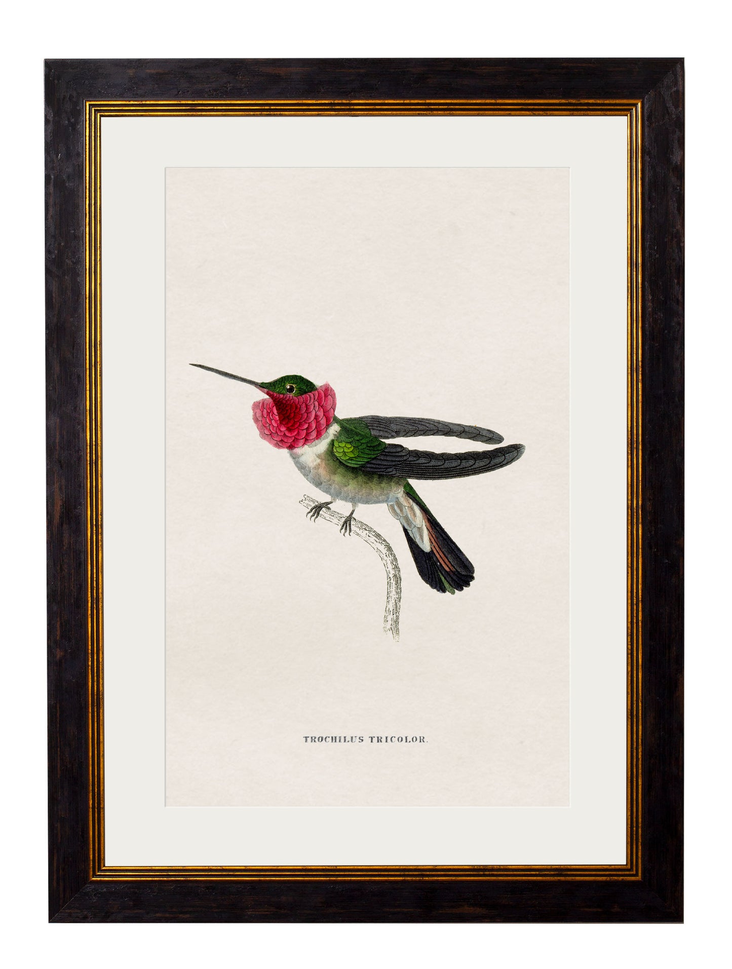 Framed Hummingbirds Prints (Set of Nine)