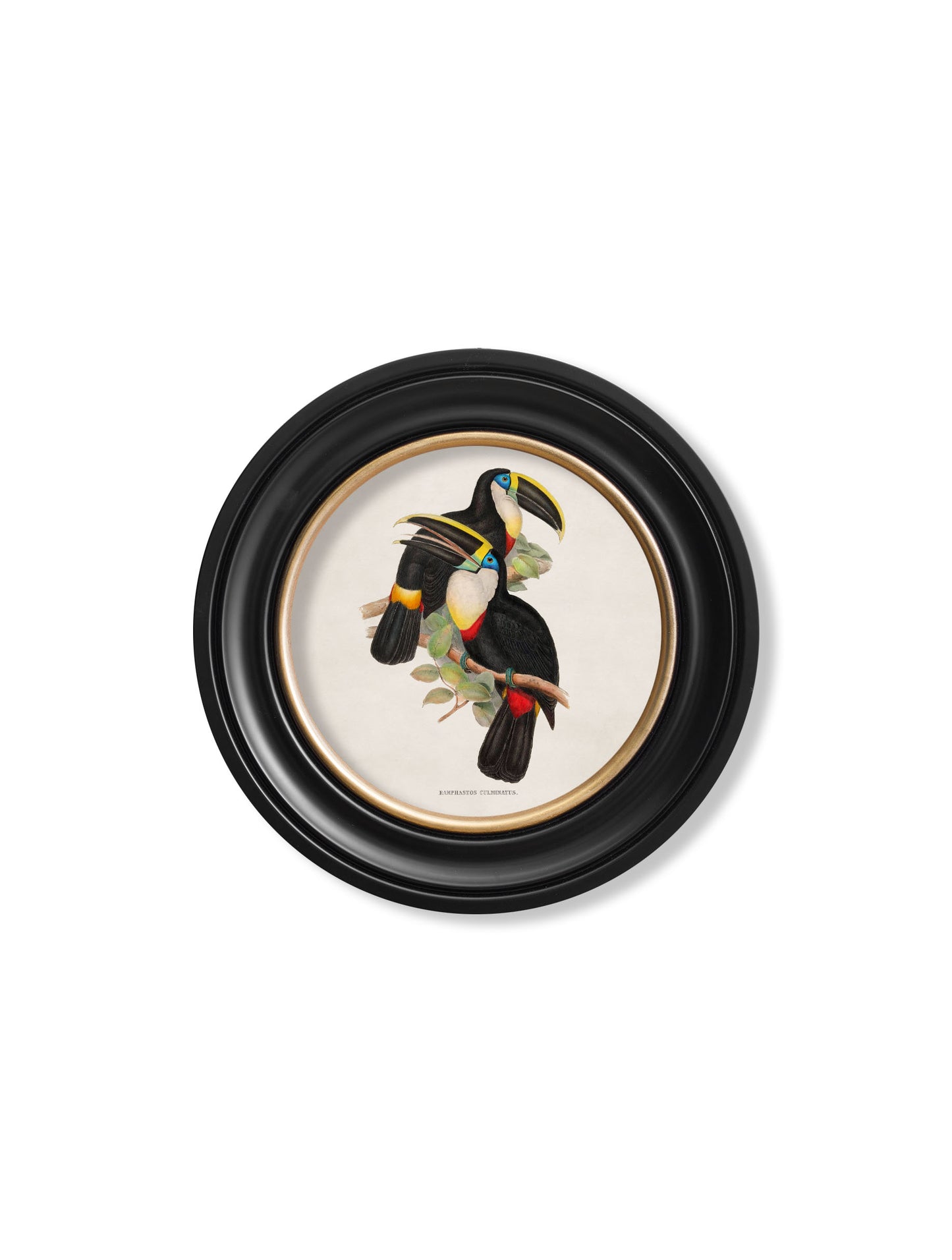 Round Framed Gould Toucans Print